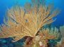 AmbergrisCaye05 - 096